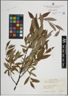 Foto von Salix lapponum L.